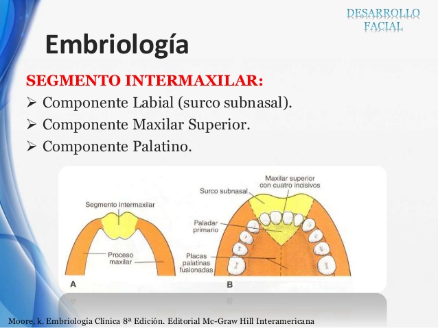 embriologia clinica moore pdf